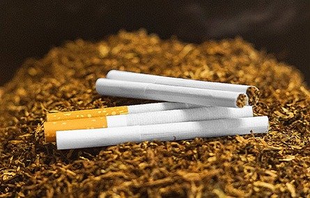 Sigaralık kıyılmış tütün